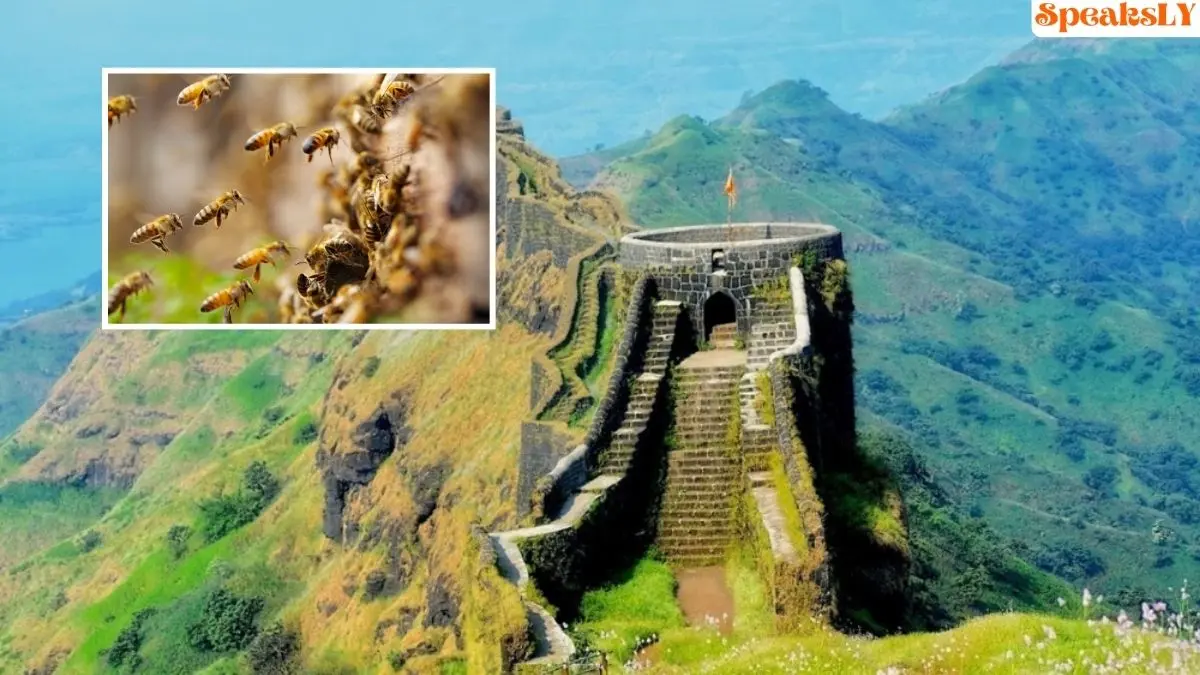 Pune News: Rajgad Fort Bee Attack Leaves 25-30 Tourists Injured, Timely Help Saves Lives