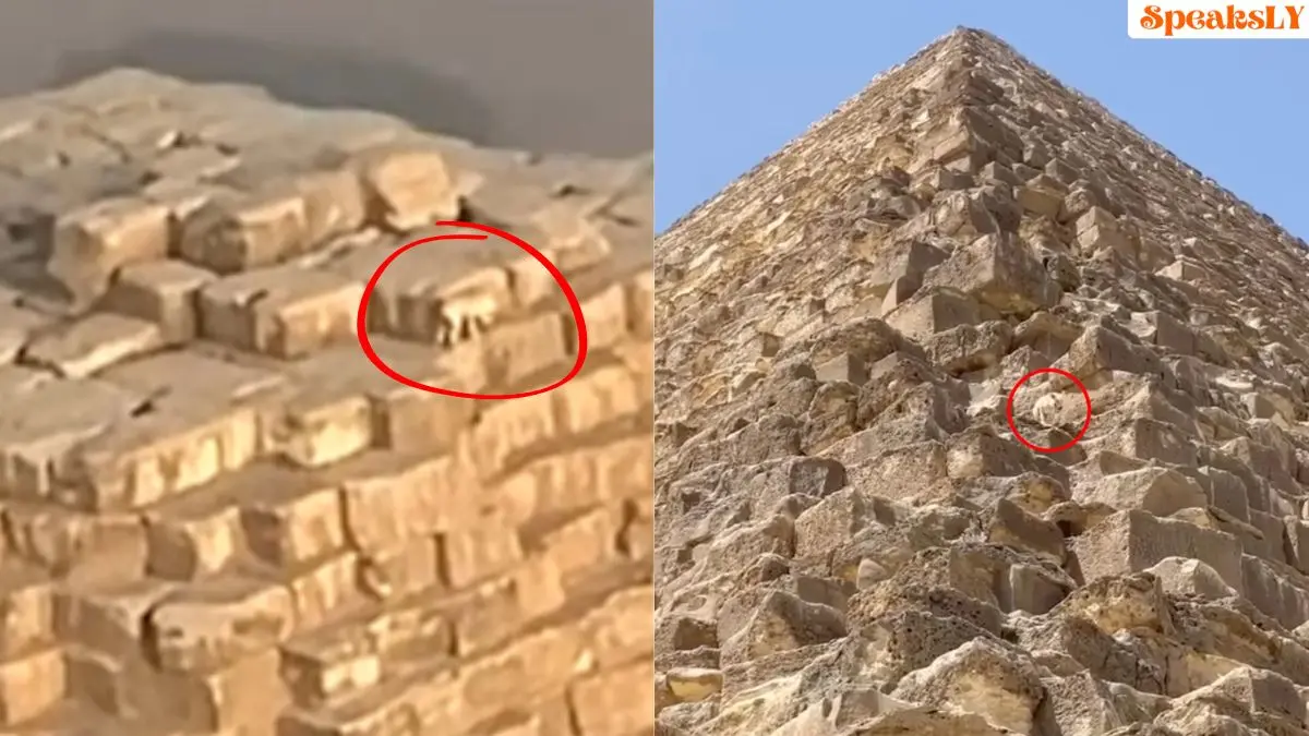 Dog Spotted at the Great Pyramid of Giza: A Stray's Incredible Adventure