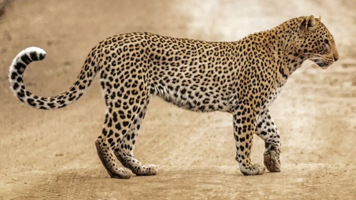 Leopard Attack in Pune: Woman Dragged 100 Feet and Killed in Spine-Chilling Incident