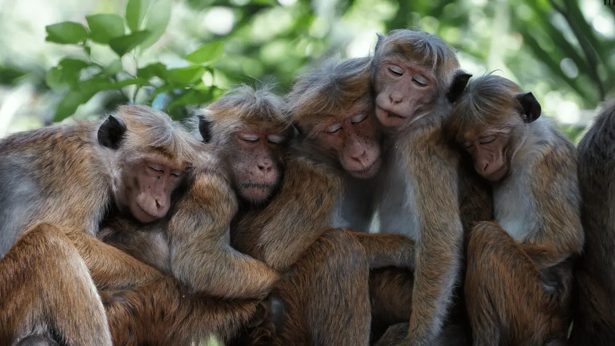 40 Monkeys Escaped: Police Search for 40 Monkeys That Escaped From South Carolina Research Facility