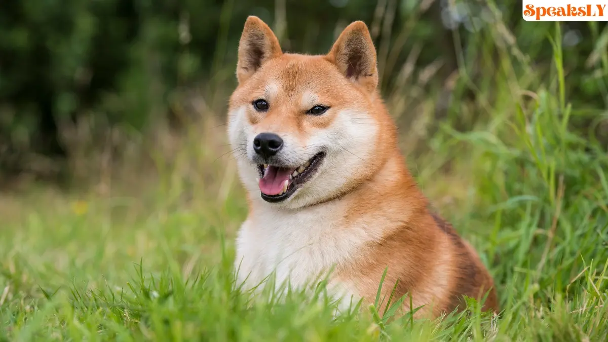 Shiba Inu Price Surge: Bullish Reversal Targets New Highs Amid Market Rally