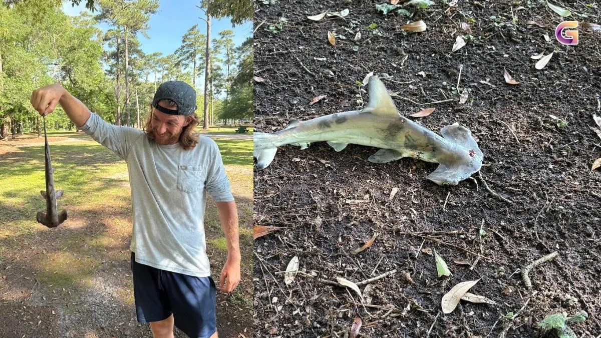 Hammerhead Shark Falls From Sky Onto Disc Golfers in South Carolina