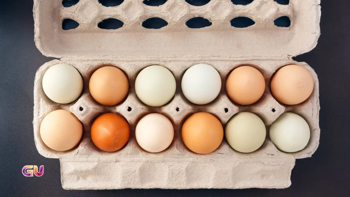 Eggs Recalled Salmonella